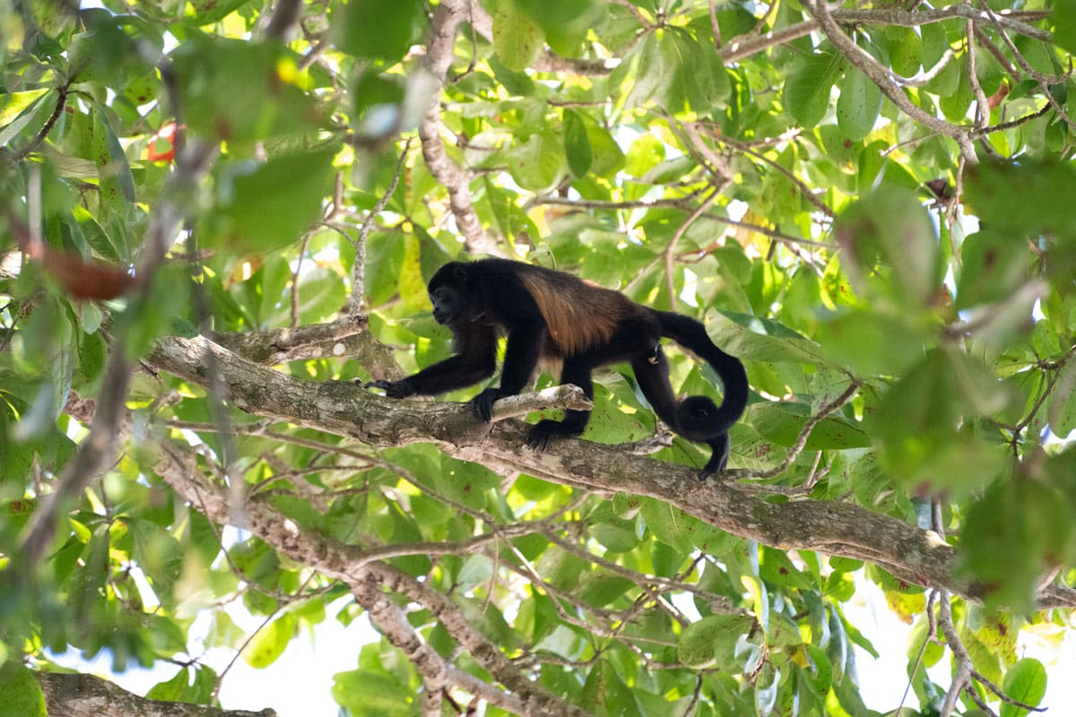 A monkey in Cahuita National Park