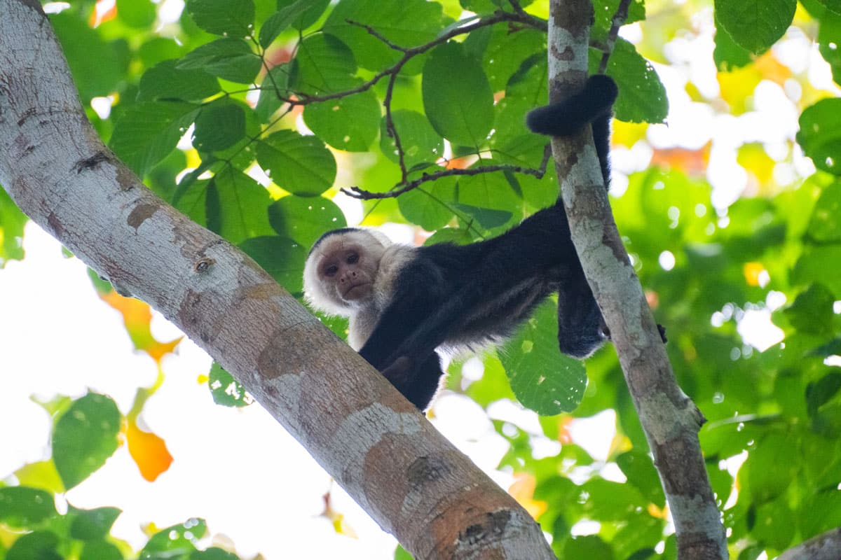 A White Faced Monkey in Cahuita National Park
