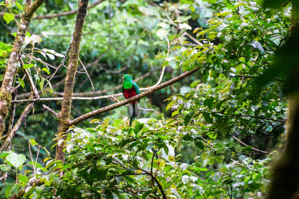A Quetzal in Monteverde Cloud Forrest