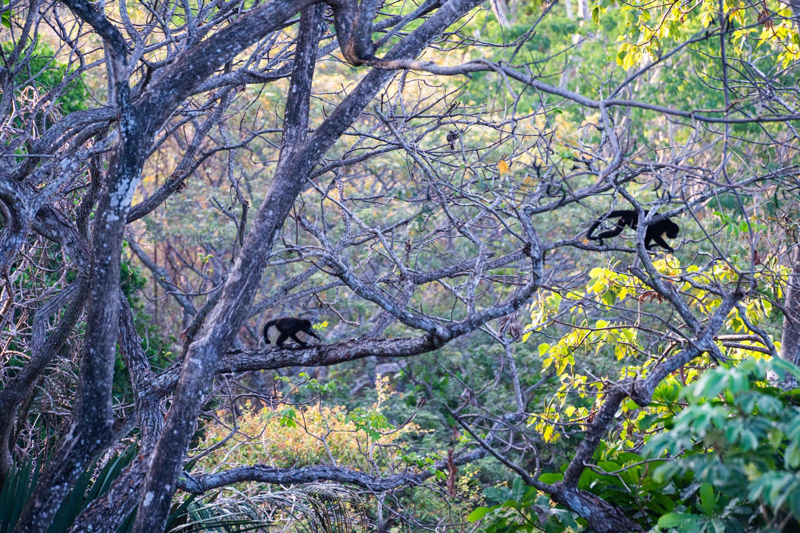 Howlers in the trees